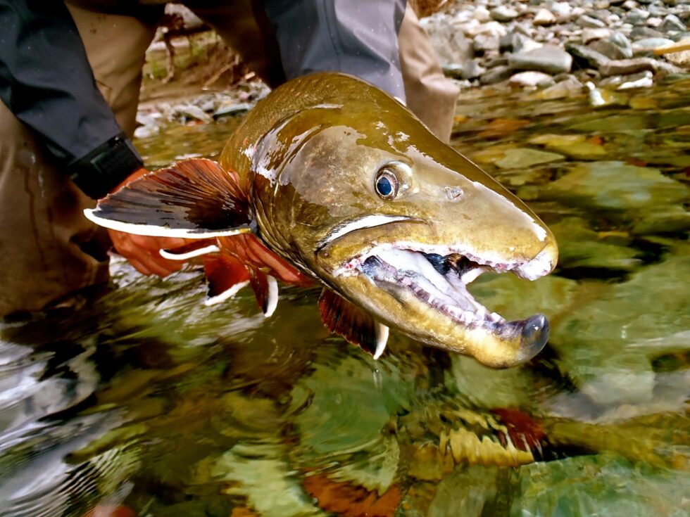 Fly Fishing Elk River Guiding Company