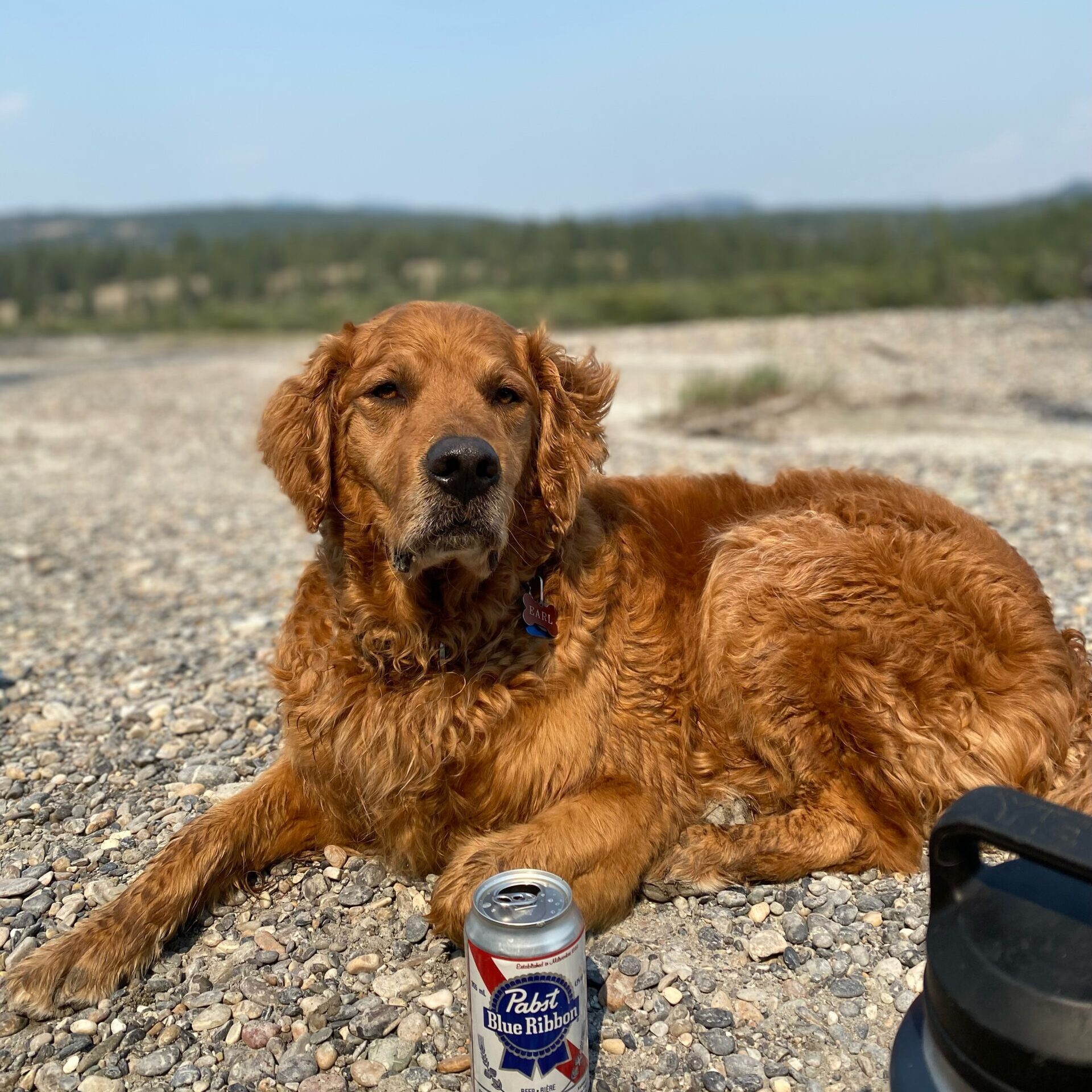 Earl the Elk River Guide Co Shop Dog